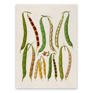 Bean Plant Variety Print, Garden Vegetable Themed Food Art, Premium Vintage Style Reproduction, EB21