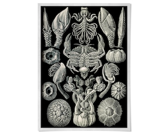Barnacle Print, Marine Crustacean Illustration, Vintage Black and White Ocean Art, EH7