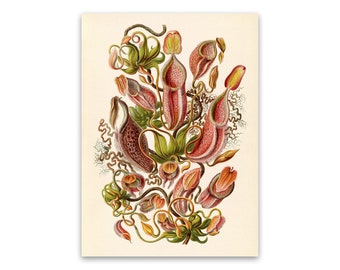 Pitcher Plant Illustration, Vintage Style Ernst Haeckel Scientific Biology Print, Plant Life Art, Nature Wall Decor, NH30