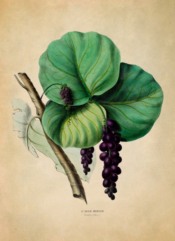 Sea Grape Tree Plant Print, Vintage Style Botanical Illustration, Premium  Reproduction, FDA85 - Etsy Denmark