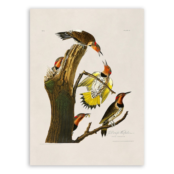 Northern Flicker Bird Print, Vintage Style Audubon Poster, Birds Of America Illustration,  AOB37