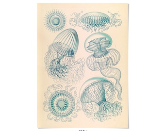 Jellyfish Species Print: Ernst Haeckel Sea Life Illustration Art, NH26