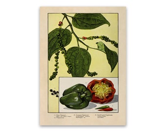 Bell Pepper Plant Print, Old Capsicum Illustration, Kitchen Vegetable Decor Poster, 1900s GEO46