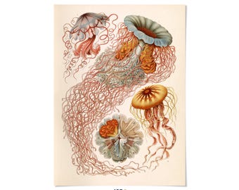 Vintage Jellyfish Oceanography Print: Ernst Haeckel Marine Life Illustration, NH17