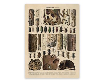 Xylophagous Insect Species Variety Chart Print, Insects Scientific Illustration, AM104