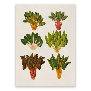 Swiss Chard Beet Print, Garden Vegetable Themed Food Art, Premium Vintage Style Reproduction, EB17
