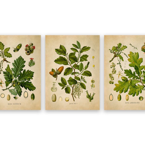 Oak Tree Leaves Foliage Print Set of 3, Includes English, Cork and Sessile Oak Trees, Vintage Style Reproduction Prints COM22