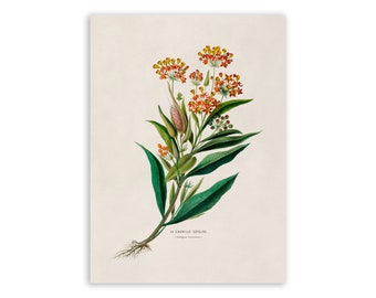 Milkweed Flower Print, Vintage Style Botanical Illustration, Premium Reproduction, FDA24