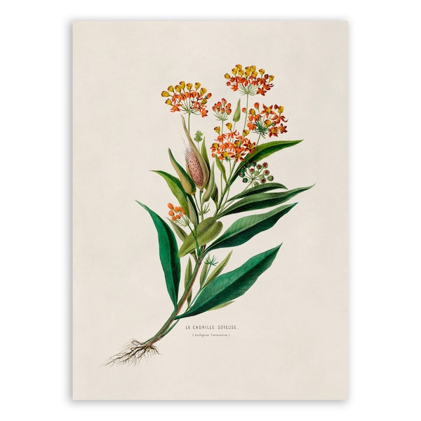 Milkweed Flower Print, Vintage Style Botanical Illustration, Premium Reproduction, FDA24