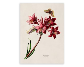 Pink Lily Flower Print, Vintage Style Botanical Illustration, Premium Reproduction, FDA107