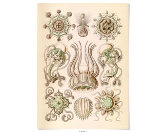 Jellyfish Print: Vintage Ernst Haeckel Sea Life Illustration, NH21