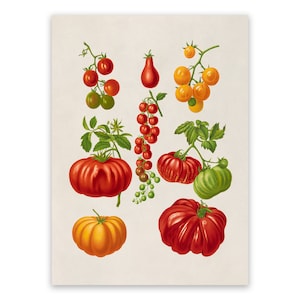 Tomato Plant Variety Print, Garden Vegetable Themed Kitchen Art, Old Illustration Poster, Premium Vintage Style Reproduction, EB15