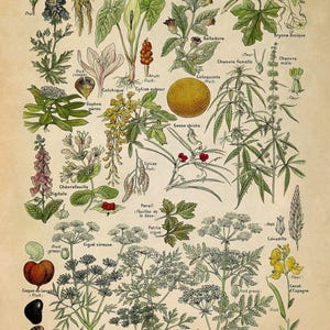 Dangerous & Poisonous Plants Species Variety Chart Print, Scientific Botany Illustration, AM90 Vintage