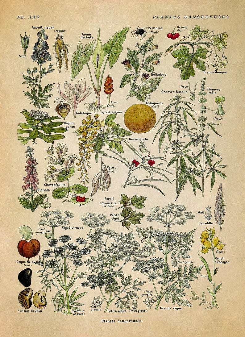 Dangerous & Poisonous Plants Species Variety Chart Print, Scientific Botany Illustration, AM90 Vintage
