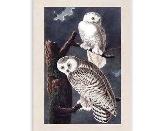 Snowy Owl Bird Print, Vintage Style Audubon Poster, Birds Of America Illustration, AOB122