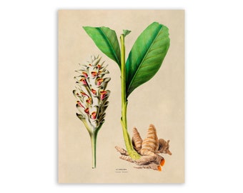 Impression de plante de curcuma, illustration botanique de style vintage, reproduction premium, FDA103