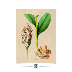 Illustration botanique de curcuma (Fabric Print) : épice culinaire, FDA103