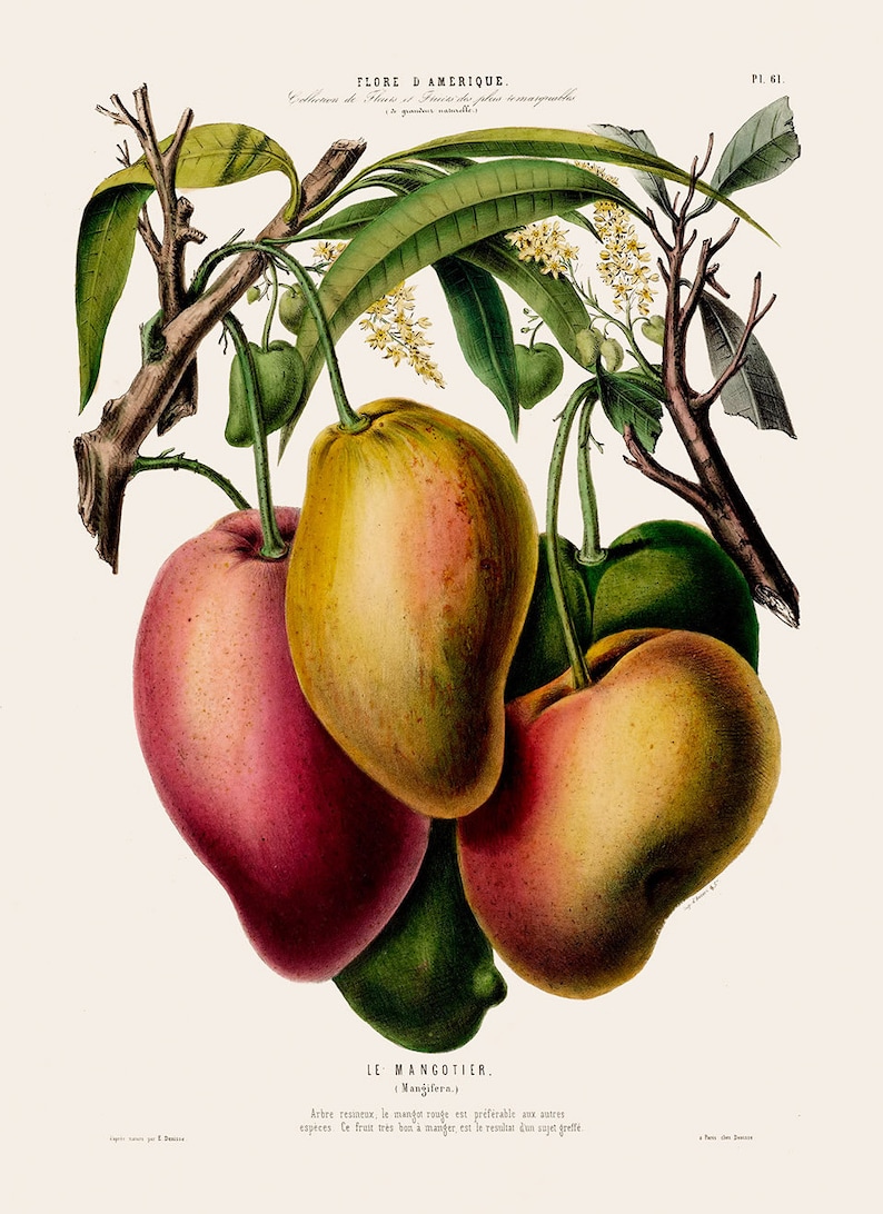 Tropical Botany Artwork Print Kitchen Bathroom Home Decor Old Botanical Illustration Mango Fruit Poster FDA61 Flore D/'Amerique