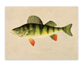 Yellow Perch Fish Print, Nautical Wildlife Home Decor, Vintage Style Reproduction, SFD19