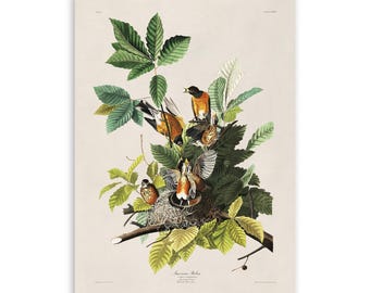 American Robin Bird Print, Vintage Style Audubon Poster, Birds Of America Illustration, AOB132