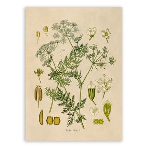 Caraway Plant Print, Medicinal Plants Botanical Illustration, Vintage Style Reproduction, MOBO 60