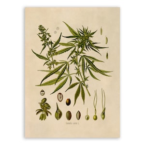 Marijuana Plant Print, Medicinal Plants Botanical Illustration, Vintage Style Reproduction, MOBO 13