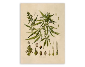 Marijuana Plant Print, Medicinal Plants Botanical Illustration, Vintage Style Reproduction, MOBO 13