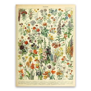 Impression d'espèces de fleurs, Illustration florale de Style vintage, affiche de graphique de fleurs d'Adolphe Millot, oeuvre d'art botanique botanique, AM12