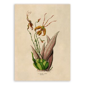 Psychosis Mendenhall Hildos Orchid Flower Print, Vintage Style Botanical Illustration, Premium Reproduction, FDA75