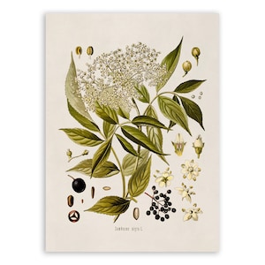 European Elderberry Plant Print, Medicinal Plants Botanical Illustration, Vintage Style Reproduction, MOBO 178