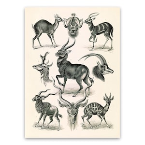 Antelope Illustration Print, Vintage Style Ernst Haeckel Scientific Biology, Animal Life Art, Nature Wall Decor, NH14