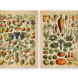 Adolphe Millot Fruit & Vegetable Vintage Print Set of 2, COM23 image 1