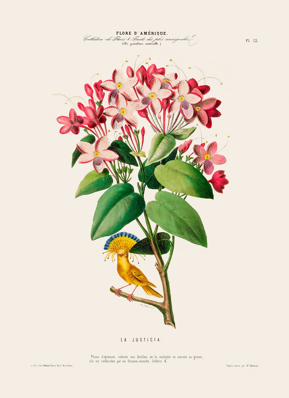 Old Justice Flower Print Vintage La Justicia Botanical Etsy