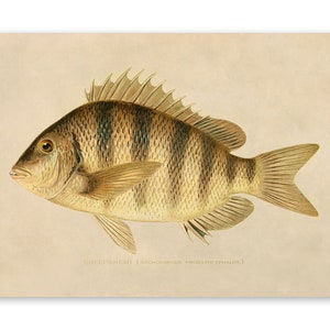 Sheepshead Fish Print, Angler Wildlife Home Decor, Vintage Style Reproduction, SFD31