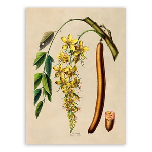 Golden Shower Tree Print, Vintage Style Botanical Illustration, Premium Reproduction, FDA155