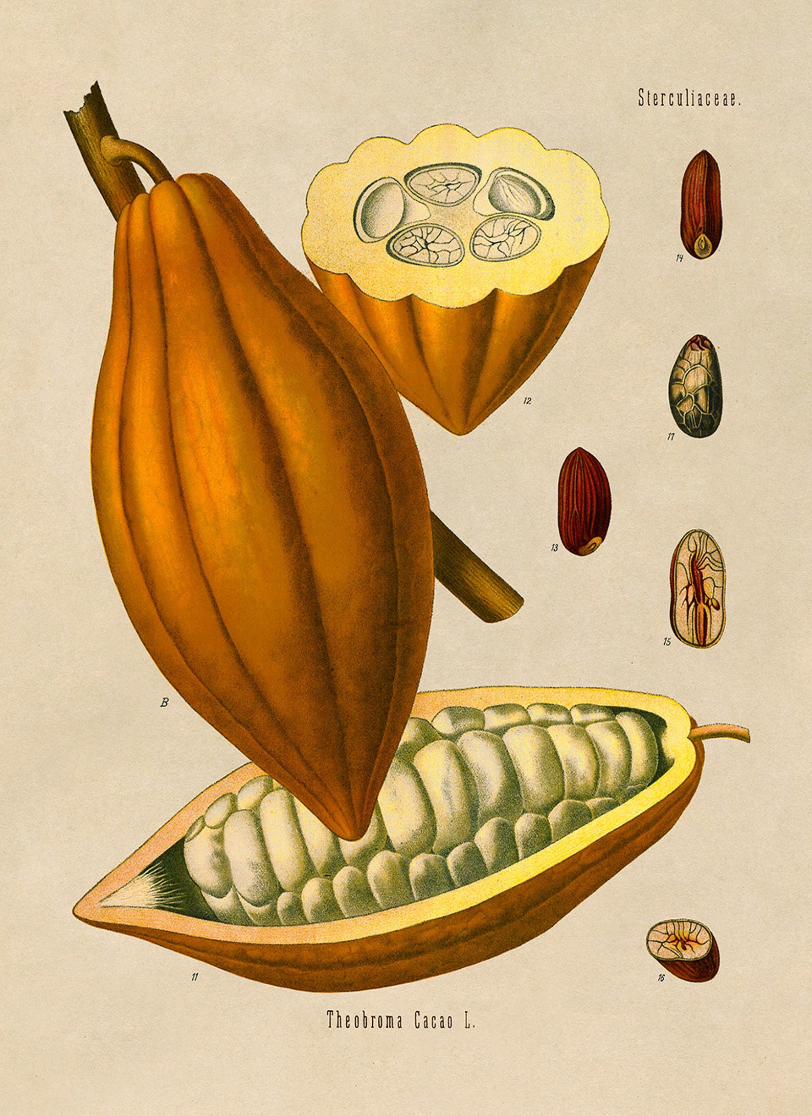 Cocoa Plant Botanical Illustration Poster Botany Print | Etsy