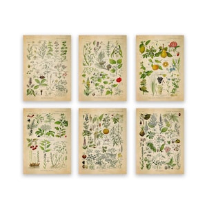 Antique Botanical Print Set No. 33, Vintage Botanical Prints