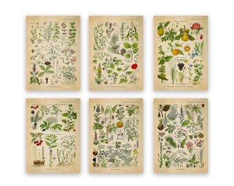 Medicinal & Poisonous Plant Prints (Set of 6) - Vintage Botanical Chart