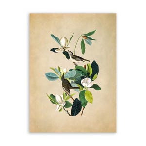 May include: A vintage illustration of two birds perched on a branch of a magnolia tree with white blossoms. The birds are brown and gray with long tails. The magnolia tree has green leaves and white flowers.