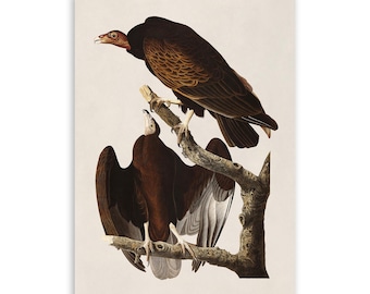 May include: A detailed illustration of two vultures perched on a gnarled tree branch. The upper vulture has dark brown feathers and a red head, while the lower vulture displays spread wings with dark brown and white plumage against a light background.