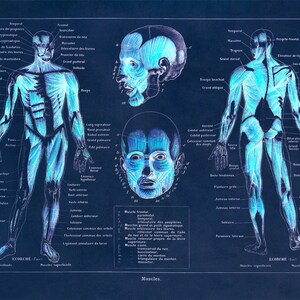 Human Anatomy Muscular System Chart Print, Scientific Illustration, 3 ...