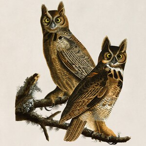 two owls are perched on a tree branch