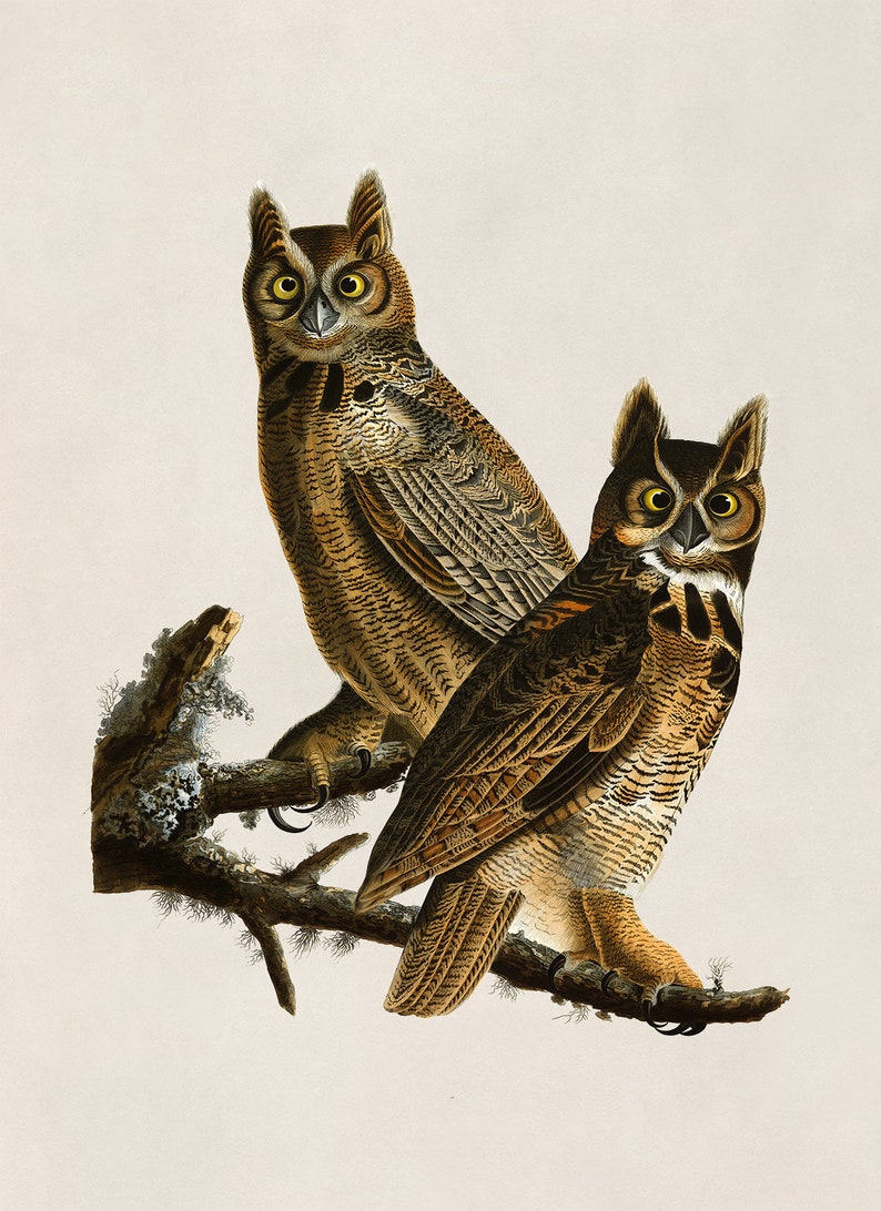 two owls are perched on a tree branch