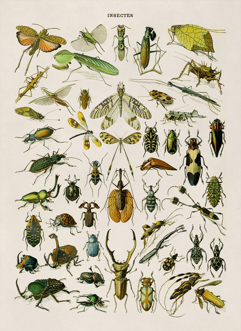 Depicted Insect Vintage Insect Chart Print: Adolphe Millot Scientific Illustration ...