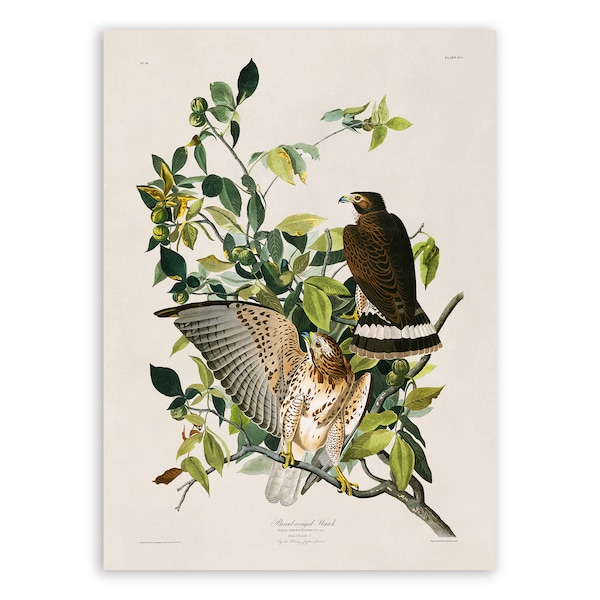 Broad Winged Hawk Bird Print, Vintage Style Audubon Poster, Birds Of America Illustration,  AOB90