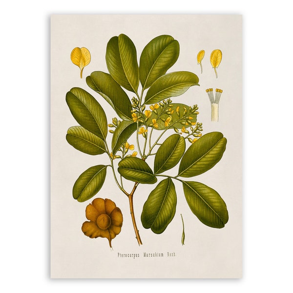 Malabar Kino Tree Plant Print, Medicinal Plants Botanical Illustration,  Vintage Style Reproduction, MOBO 105