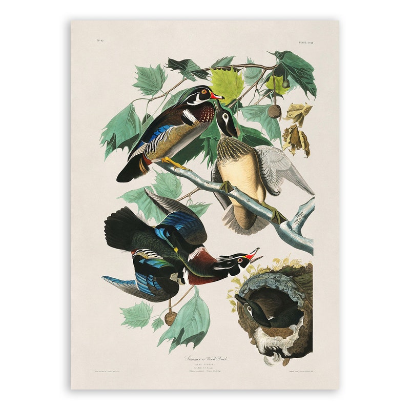 Audubon - Etsy
