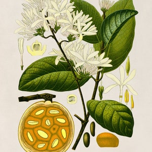 Bungo Fruit Tree Plant Print, Medicinal Plants Botanical Illustration, Vintage Style Reproduction, MOBO 215 Timeless