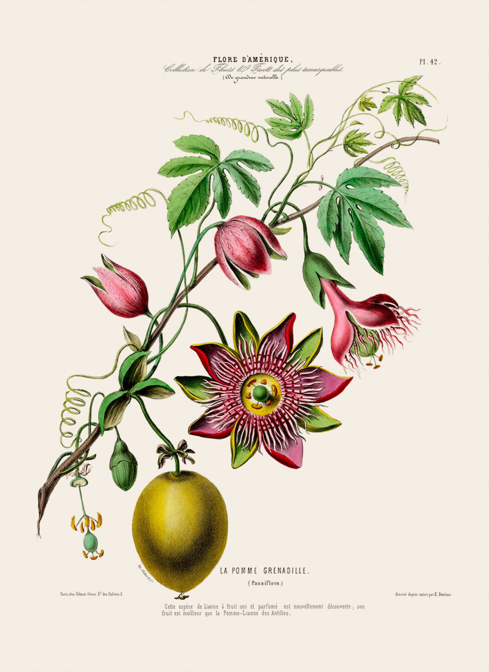 Passion Fruit Flower Print Antique Botanical Illustration Etsy