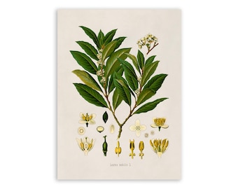 May include: A botanical print on a cream background featuring a central branch of Laurus nobilis with dark green leaves and small white flowers. Below the branch are detailed cross-section illustrations of the plant's flowers and seeds.